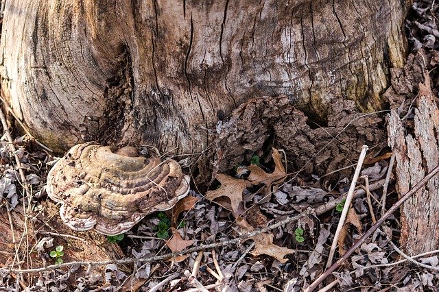 دانلود رایگان Mushroom Nature Brown - عکس یا تصویر رایگان برای ویرایش با ویرایشگر تصویر آنلاین GIMP