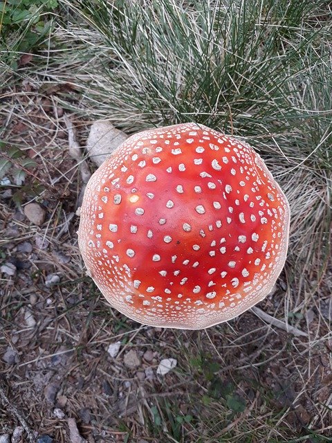 Free download Mushroom Nature Fly Agaric -  free photo or picture to be edited with GIMP online image editor
