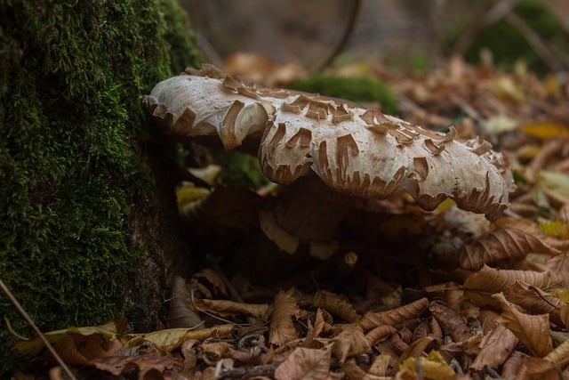 Free download mushroom nature forest autumn moss free picture to be edited with GIMP free online image editor