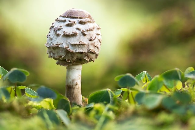 Free download mushroom nature forest clover free picture to be edited with GIMP free online image editor