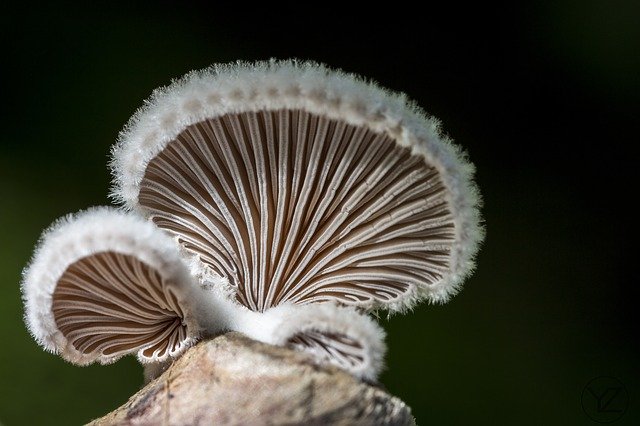 Free download Mushroom Nature Forest Floor -  free photo or picture to be edited with GIMP online image editor