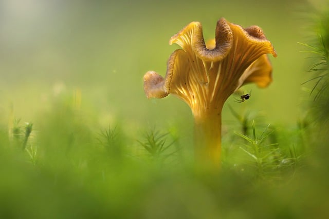 Free download mushroom nature forest green fall free picture to be edited with GIMP free online image editor