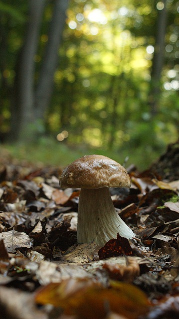 Free download mushroom nature forest landscape free picture to be edited with GIMP free online image editor