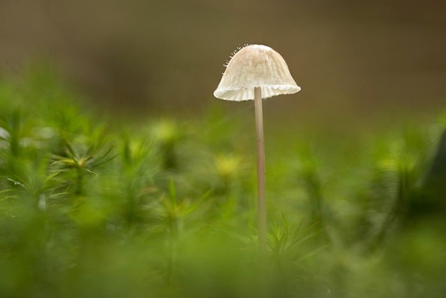 Free download mushroom nature forest moss green free picture to be edited with GIMP free online image editor