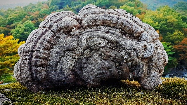 Скачать бесплатно Mushroom Nature Medicinal - бесплатное фото или изображение для редактирования с помощью онлайн-редактора изображений GIMP