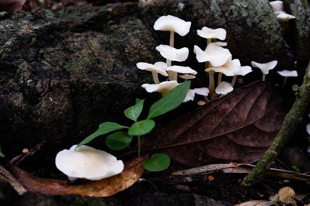 Unduh gratis Mushroom Nature The Forests - foto atau gambar gratis untuk diedit dengan editor gambar online GIMP