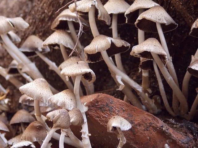 Free download Mushroom Nature Toxic -  free photo or picture to be edited with GIMP online image editor