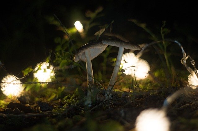 Descarga gratuita Mushroom Night Nature: foto o imagen gratuita para editar con el editor de imágenes en línea GIMP