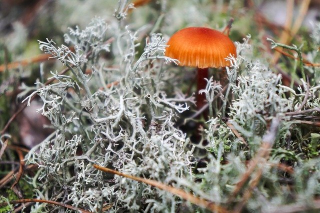 Free download Mushroom Oakmoss Macro -  free photo or picture to be edited with GIMP online image editor