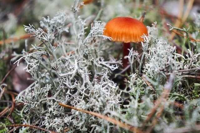 Descarga gratuita Mushroom Oakmoss Macro: foto o imagen gratuita para editar con el editor de imágenes en línea GIMP