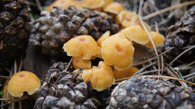 Muat turun percuma Mushroom Orange Yellow - foto atau gambar percuma untuk diedit dengan editor imej dalam talian GIMP