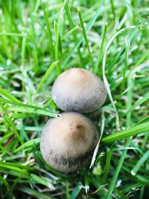 Descarga gratuita Mushroom Outdoors Nature: foto o imagen gratuita para editar con el editor de imágenes en línea GIMP