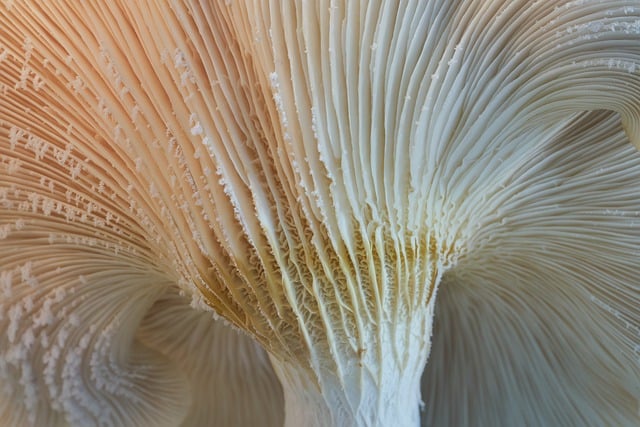 Free download mushroom oyster mycology nature free picture to be edited with GIMP free online image editor