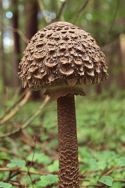 Free download mushroom parasol mushroom fungus free picture to be edited with GIMP free online image editor