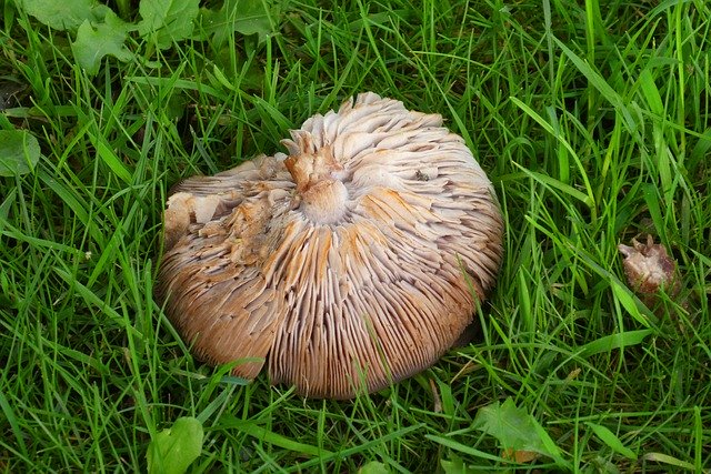 Free download Mushroom Pictures Tracks -  free photo or picture to be edited with GIMP online image editor