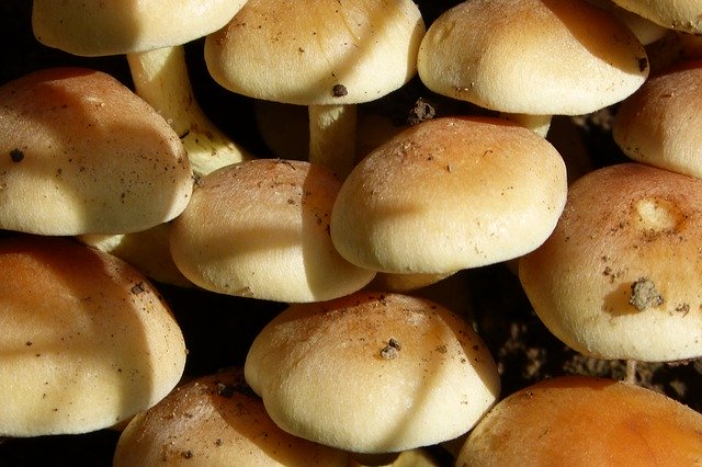 Free download Mushroom Pilz Parasitic -  free photo or picture to be edited with GIMP online image editor