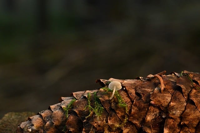 Free download mushroom pinecone symbiosis moss free picture to be edited with GIMP free online image editor