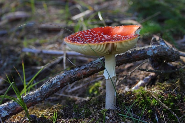 Free download mushroom plant toadstool mycology free picture to be edited with GIMP free online image editor