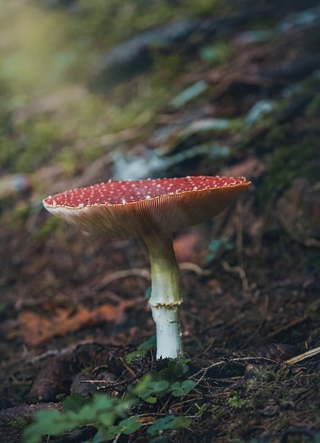 Free download mushroom poisonous forest morning free picture to be edited with GIMP free online image editor