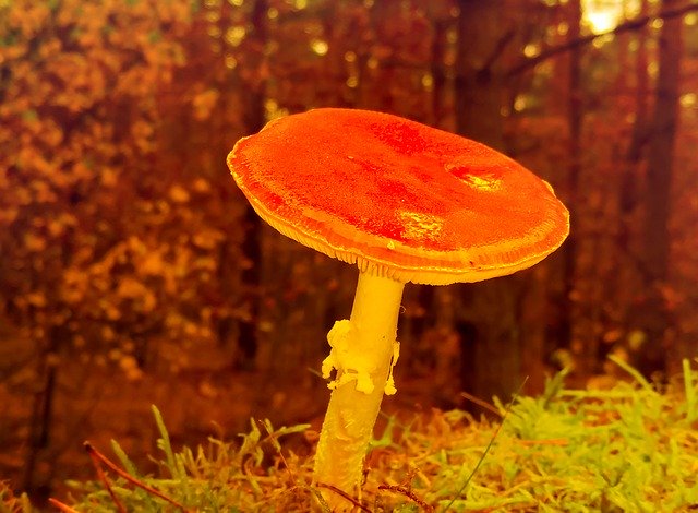 Gratis download Mushroom Rdzawobrązowy - gratis foto of afbeelding om te bewerken met GIMP online afbeeldingseditor