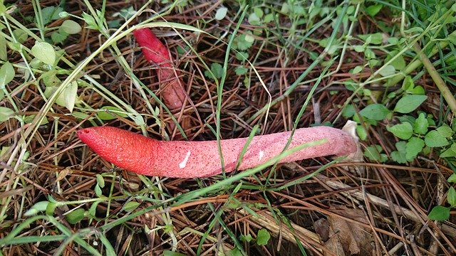 Téléchargement gratuit Champignon Rouge Inhabituel - photo ou image gratuite à modifier avec l'éditeur d'images en ligne GIMP