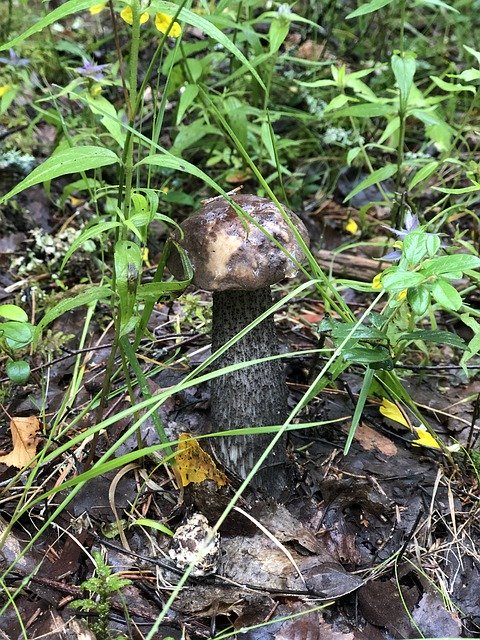 הורדה חינם של Mushroom Rough Boletus - תמונה או תמונה בחינם לעריכה עם עורך התמונות המקוון GIMP