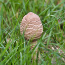 Mushrooms and grass  screen for extension Chrome web store in OffiDocs Chromium