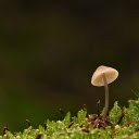 Mushrooms and moss  screen for extension Chrome web store in OffiDocs Chromium