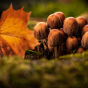 Mushrooms and yellow leaves  screen for extension Chrome web store in OffiDocs Chromium