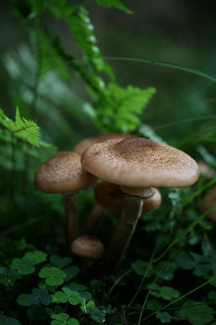 Free download mushrooms armillaria mellea free picture to be edited with GIMP free online image editor