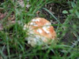 Free download Mushrooms at the Norman Bird Sanctuary free photo or picture to be edited with GIMP online image editor