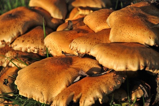 Free download Mushrooms Autumn Brown -  free photo or picture to be edited with GIMP online image editor