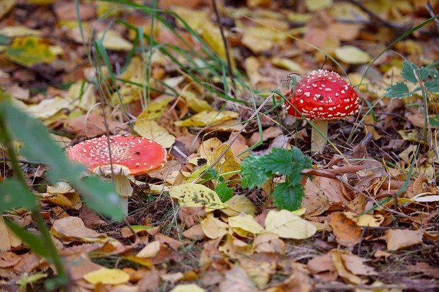 Unduh gratis Mushrooms Autumn Forest - foto atau gambar gratis untuk diedit dengan editor gambar online GIMP