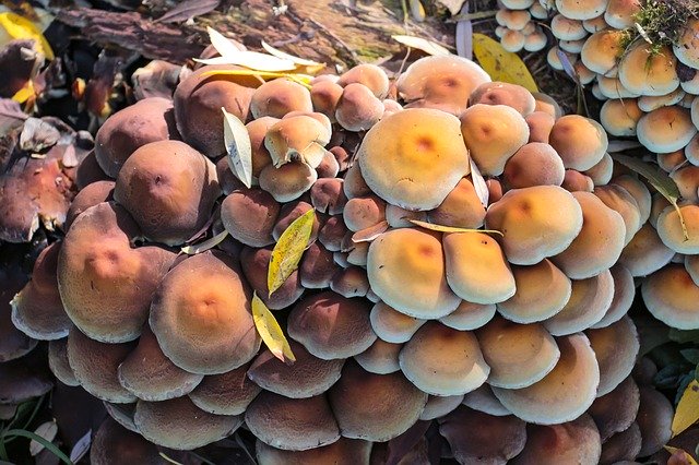 ດາວໂຫຼດ Mushrooms Autumn Forest Floor - ຟຼີຮູບ ຫຼື ຮູບທີ່ຈະແກ້ໄຂດ້ວຍ GIMP ບັນນາທິການຮູບພາບອອນໄລນ໌