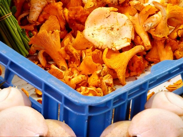 Mushrooms Chanterelles Delicious 무료 다운로드 - 김프 온라인 이미지 편집기로 편집할 수 있는 무료 사진 또는 그림
