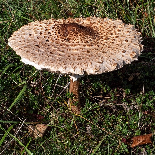 Descărcare gratuită Mushroom Schirmling Parasol Meadow - fotografie sau imagine gratuită pentru a fi editată cu editorul de imagini online GIMP