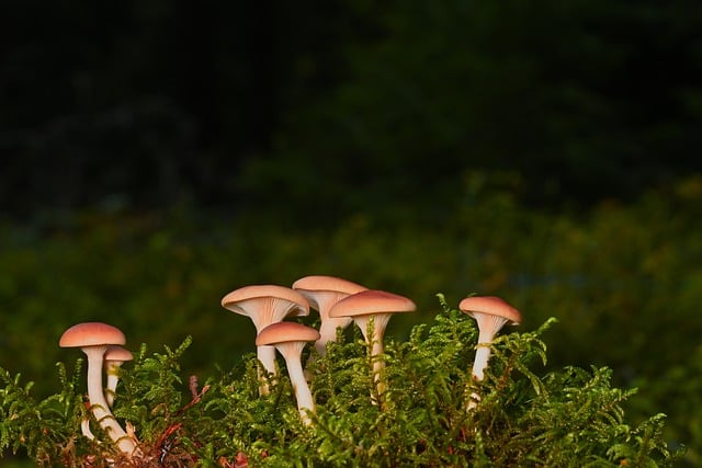 Free download mushrooms disc fungus moss free picture to be edited with GIMP free online image editor