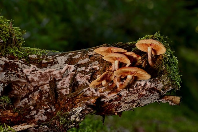 Free download mushrooms disc fungus root free picture to be edited with GIMP free online image editor