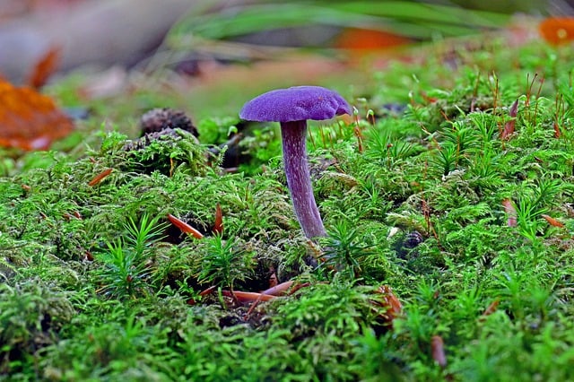 Free download mushrooms fall forest floor free picture to be edited with GIMP free online image editor