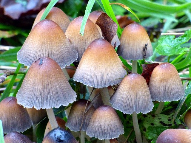 Darmowe pobieranie Mushrooms Fall Nature - darmowe zdjęcie lub obraz do edycji za pomocą internetowego edytora obrazów GIMP
