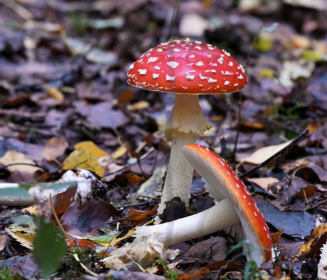 Free picture Mushrooms Fly Agaric Autumn -  to be edited by GIMP free image editor by OffiDocs