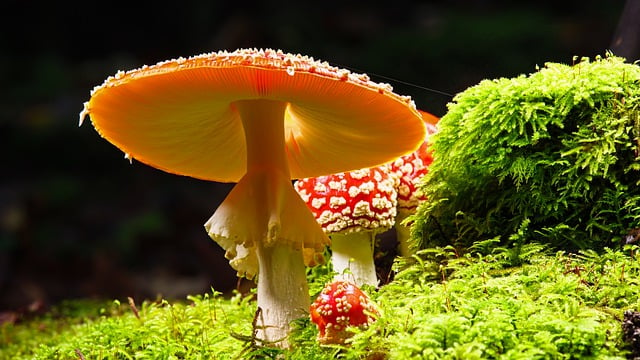 Free download mushrooms fly agaric moss free picture to be edited with GIMP free online image editor