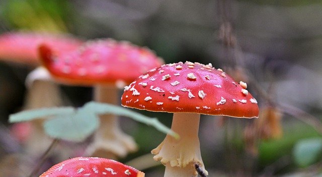 Free picture Mushrooms Fly Agaric Red With -  to be edited by GIMP free image editor by OffiDocs