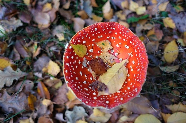Free picture Mushrooms Fly Agaric Toxic -  to be edited by GIMP free image editor by OffiDocs