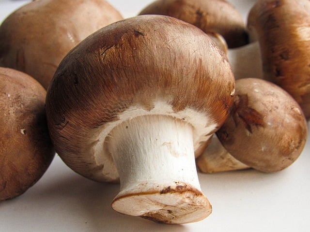 Free download mushrooms food nutrition fresh free picture to be edited with GIMP free online image editor