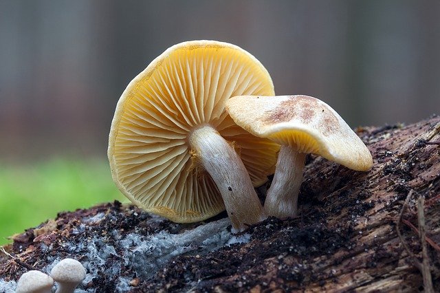 Template Photo Mushrooms Forest Autumn -  for OffiDocs