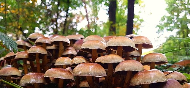 Free picture Mushrooms Forest Autumn Close -  to be edited by GIMP free image editor by OffiDocs