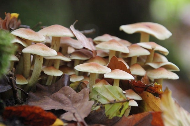 Free download mushrooms forest fall colony free picture to be edited with GIMP free online image editor