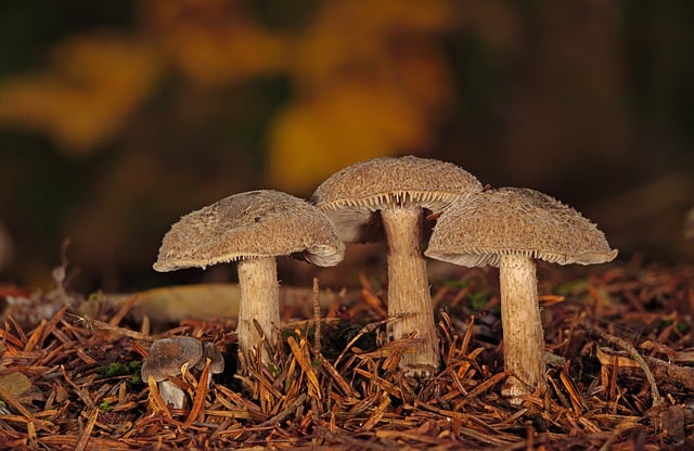 Free download mushrooms forest floor pine needles free picture to be edited with GIMP free online image editor