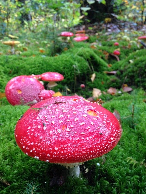 Muat turun percuma Mushrooms Forest France - foto atau gambar percuma untuk diedit dengan editor imej dalam talian GIMP